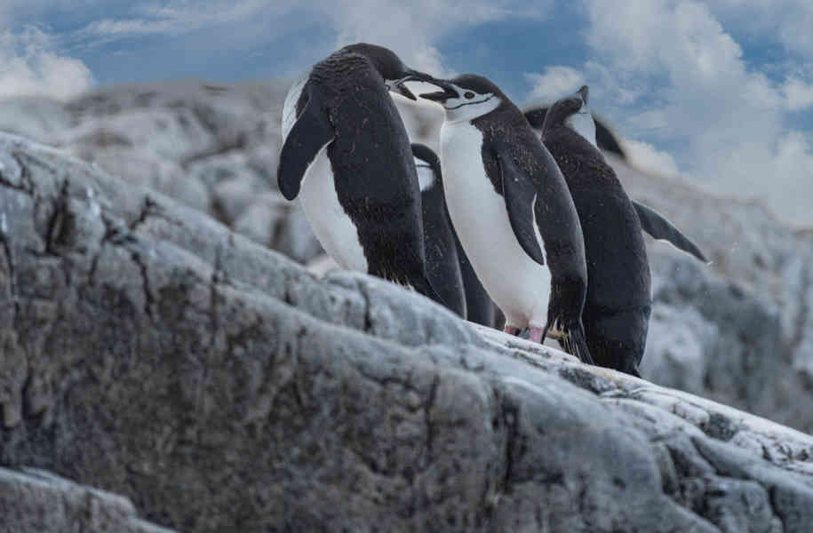Pingüino Chinstrap - Antártida 11.jpg